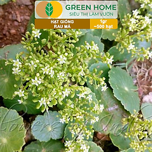 Hạt Giống Rau Má Greenhome, Gói 1g, Dễ Trồng Quanh Năm, Nảy Mầm Cao, Thu Hoạch Nhanh, Năng Suất Cao R12