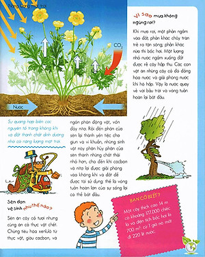 Sách Vì Sao? Như Thế Nào? - Sinh Thái (Tái Bản)