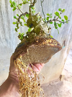 Phân bón siêu kích rễ cây cảnh, hoa lan BioRoot, giúp kích rễ cây mọc nhanh, cây khỏe mạnh, dùng cho cả vườn ươm cây non, an toàn cho cây và người, dung tích 500ml thương hiệu chính hãng Docneem
