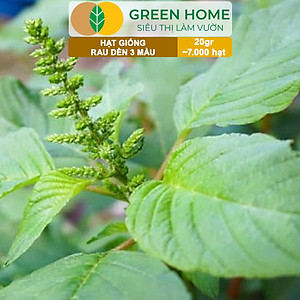 Hạt Giống Rau Dền 3 Màu Greenhome, Gói 20g~7000 hạt, Dễ Trồng Quanh Năm, Nảy Mầm Cao, Thu Hoạch Nhanh, Năng Suất Cao R15