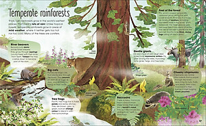 The Magic And Mystery Of Trees