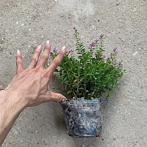  Cây cẩm tú mai nhiều thân nhánh xum xuê phù hợp trồng trang trí  cảnh quan, sân vườn và công viên