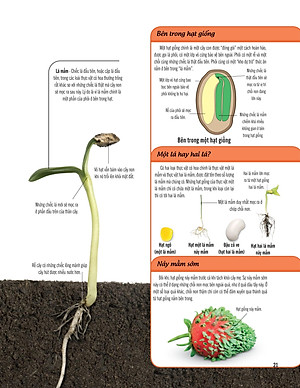 Bách Khoa Thư Về Thế Giới Thực Vật - Cây, Lá, Hoa Và Hạt