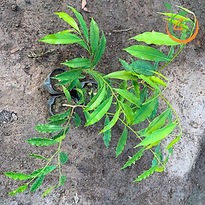 cây giống Trầm Hương (dó bầu) f1 thuần chủng