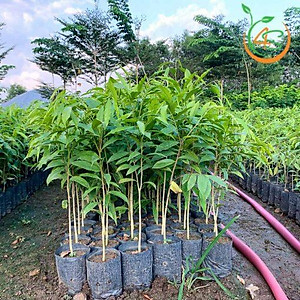 cây giống Trầm Hương (dó bầu) f1 thuần chủng