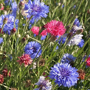 Hạt giống Hoa Trúc Mai nhiều màu VTS187