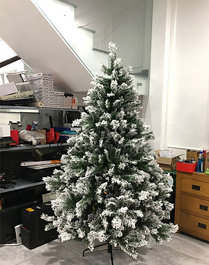 Cây thông noel phủ tuyết cao 1m8 - Cây loại 3 lá dày tán rộng