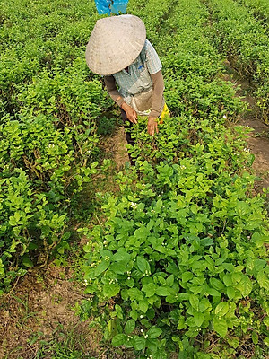 Tinh dầu hoa Lài (nhài) 100ml Mộc Mây - tinh dầu nguyên chất 100% từ thiên nhiên - chất lượng và mùi hương vượt trội