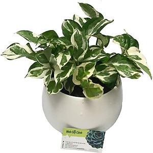 Cây Trầu Bà Sữa - cây cảnh để trong nhà + Tặng phân bón cho cây mau lớn