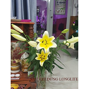 Gói Cắm Hoa Tươi Lâu Gấp 2 Lần Và 14 Ngày Không Thay Nước Loại 5gr Longlife (Bộ 50 gói)