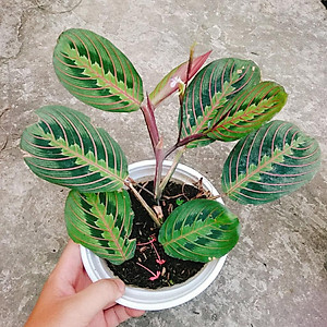 Cây Đuôi Công Xương Cá - cây cảnh để bàn + tặng phân bón cho cây