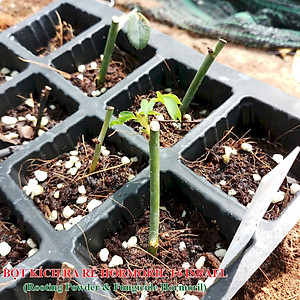 Bột Kích Ra Rễ Israel cho cây Thân Gỗ Hormoril T6 (T with Fungicide)