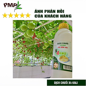 Combo 2 Chai Dịch Chuối Humic PMP Vi Sinh Chuyên Dùng Cho Hoa Hồng, Rau Sạch 1L/Chai