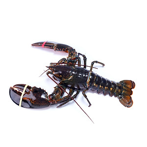 TÔM HÙM ALASKA SIZE LỚN