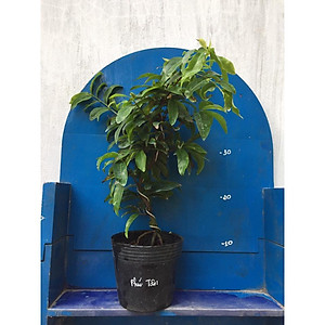 Mai Giảo Phú Tân