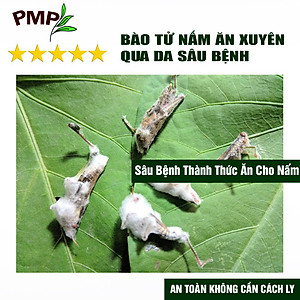 Chế phẩm vi sinh Biomic PMP diệt sâu xanh, sâu tơ, trĩ, nhện đỏ, rệp, sùng đất, tuyến trùng cho rau sạch, hoa, cây cảnh