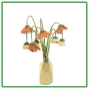 Bột Cắm Hoa ISRAEL (Combo 50 gói dưỡng hoa), Hiệu Longlife giữ hoa tươi lâu gấp 2 lần và 14 ngày không thay nước mới