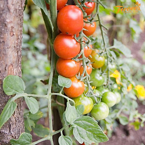 Hạt giống cà chua Cherry đỏ lai F1 Rado 640 - 0.1gr - Trái hình trứng, thịt dày, cứng, sinh trưởng vô hạn