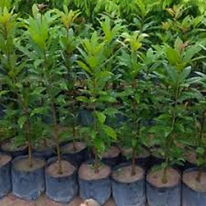 Cây lộc vừng hoa đỏ, cây cao 40-50cm