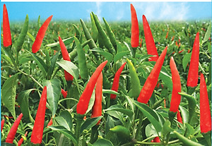 Hạt giống Ớt chỉ thiên siêu cay PN-400 (100mg) 