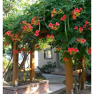 Cây hoa đăng tiêu - cây cảnh vườn + tặng phân bón cho cây