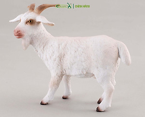 Chat goat billy