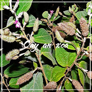  1kg Cây An Xoa Tím khô