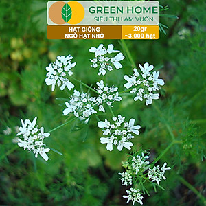 Hạt Giống Gia Vị Greenhome, Nhiều Loại, Trồng Chậu, Dễ Trồng, Chịu Nhiệt, Trồng Quanh Năm, Năng Suất