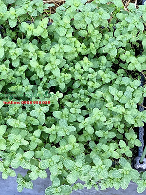 HẠT GIỐNG BẠC HÀ ÂU PHÚ NÔNG