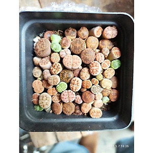 Cây sen đá mông , sen đá lithops 1 năm tuổi