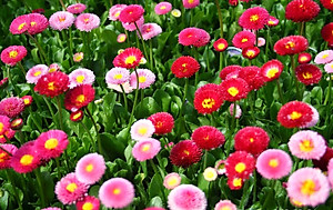 Hạt giống hoa cúc Đà Lạt nhiều màu VTS04