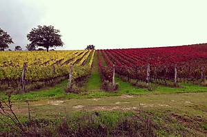 Rượu vang Ý ABVNDANTIA Negroamaro I.G.P Puglia (Italia) kèm túi hộp,đồ khui 