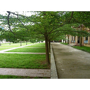 Cây Bàng Đài Loan - cây cảnh vườn + tặng phân bón cho cây