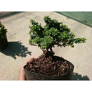 Cây Linh Sam Bonsai - cây cảnh bonsai + tặng phân bón cho cây