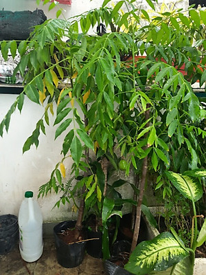 Cây cóc Thái, chiều cao khoảng 1m