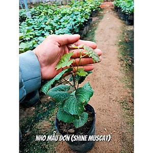 Cây nho mẫu đơn - cây ăn quả + tặng phân bón cho cây mau lớn
