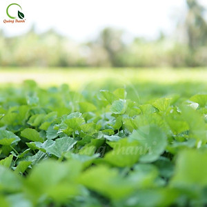 Rau Má Uống Liền Sấy Lạnh Nguyên Chất Hộp Ko Đường (3g*15 gói)  - Mát gan, detox, giảm mụn, giảm cân, giải nhiệt