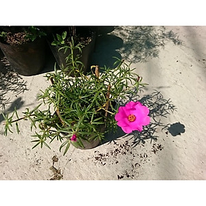 Cây hoa mười giờ mỹ - cây cảnh vườn + tặng phân bón cho cây