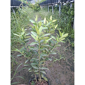 Mẫu đơn ngũ sắc - cây cảnh để bàn + tặng phân bón cho cây