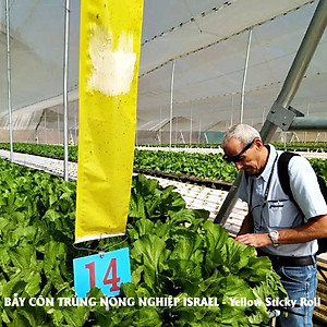MIẾNG DÁN VÀNG BẪY CÔN TRÙNG NHẬP KHẨU ISRAEL DÙNG TRONG NÔNG NGHIỆP SẠCH NHƯ RAU THỦY CANH, RAU KHÍ CANH VÀ NÔNG NGHIỆP SẠCH (SET 20 ME2T DÀI). Kích thước ngang 0.18M x Dài 20M trải nghiệm