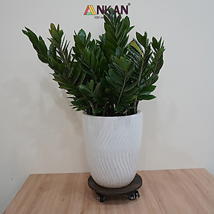 Đế Lót Chậu Cây Có Bánh Xe Cao Cấp ANKAN Hình Tròn Màu Xám Đen R30Cm Tải trọng 150 Kg Gỗ Tràm Bông
