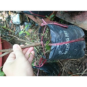 Cây Ổi Nữ Hoàng - cây ăn quả + tặng phân bón cho cây