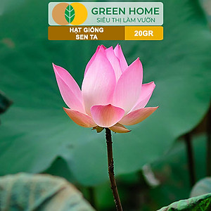 Hạt Giống Hoa Sen Ta GreenHome, Gói 20 Gram, Dễ Trồng, Nảy Mầm Tốt, Bông To, Lá Dày H10