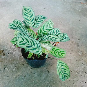 Cây Đuôi Công - cây cảnh để bàn + Tặng phân bón cho cây