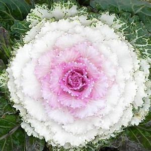 Hạt giống hoa bắp cải Mix - Bắp cải làm cảnh nhiều màu VTP87