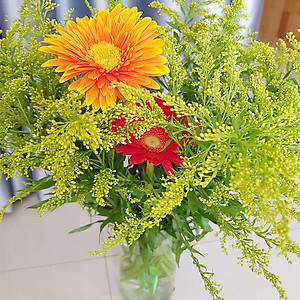 Combo 50 gói Nước cắm hoa lâu tàn dạng bột 5gr của Israel giúp hoa Hoàng Anh và hoa khác tươi lâu và hạn thay nước cho hoa