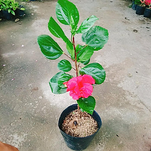 Hoa Dâm Bụt Thái - (cánh kép, giống mới) + tặng phân bón cho cây mau lớn