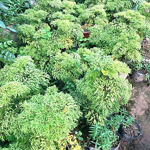 Cây đinh lăng trưởng thành cao 50-60cm (ảnh thật số 2)