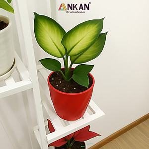 Chậu nhựa xoắn trồng cây ANKAN cho hoa hồng, cây cảnh mini, trồng rau, để bàn, treo ban công