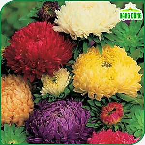 Hạt Giống Hoa Cúc Đài Loan, Cúc Đại Đóa Nhiều Màu Dễ Trồng, Hoa To, Thân Cao - Hạt giống Rạng Đông